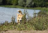 CORGI PEMBROKE 733